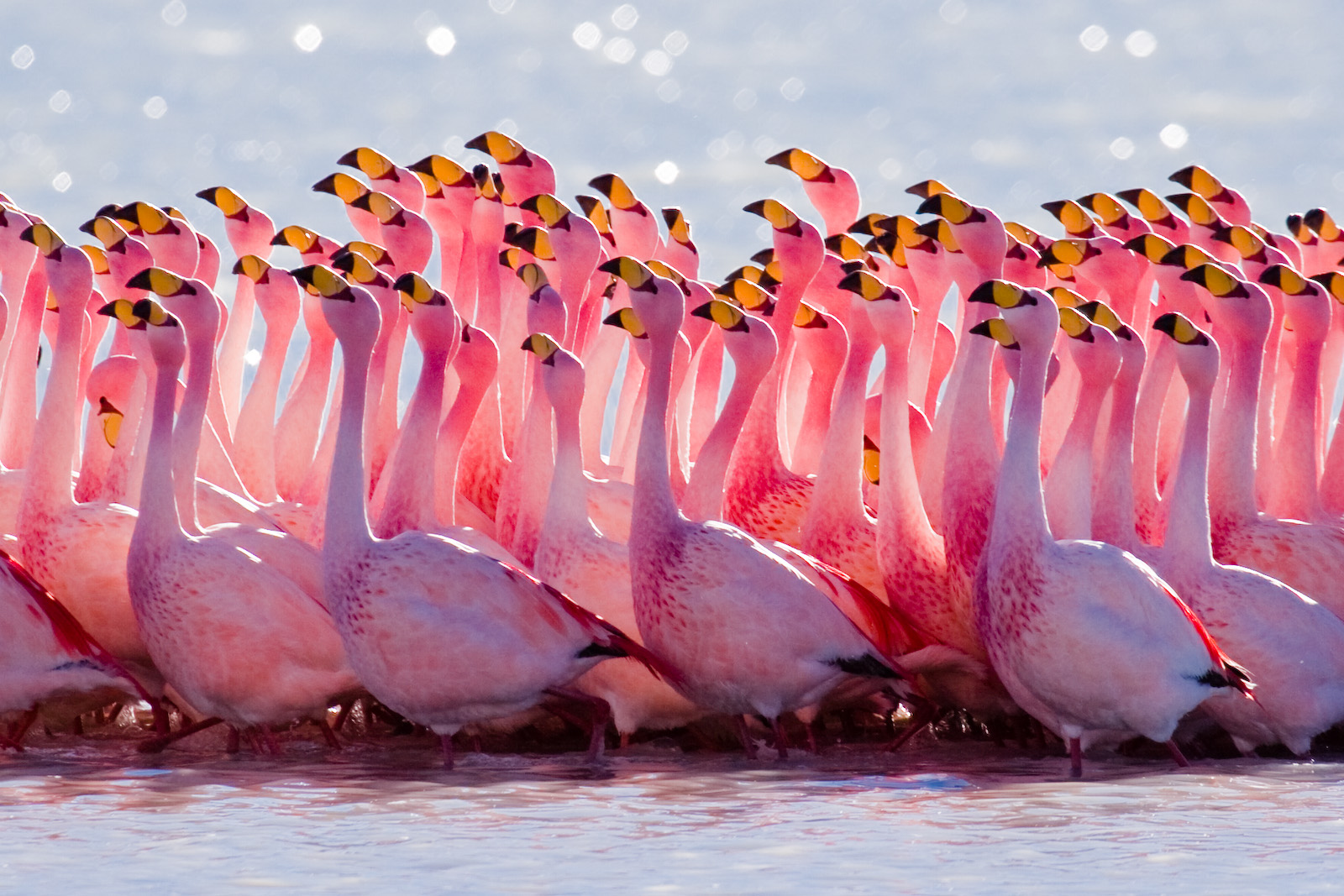 flamingo, florida, passaro, rosa, pink, porque, simbolo, miami, orlando,