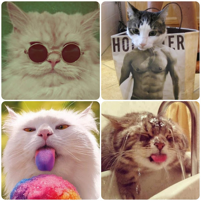 fotos de gatos, gatos do tumblr, fotos engraçadas, montagens,