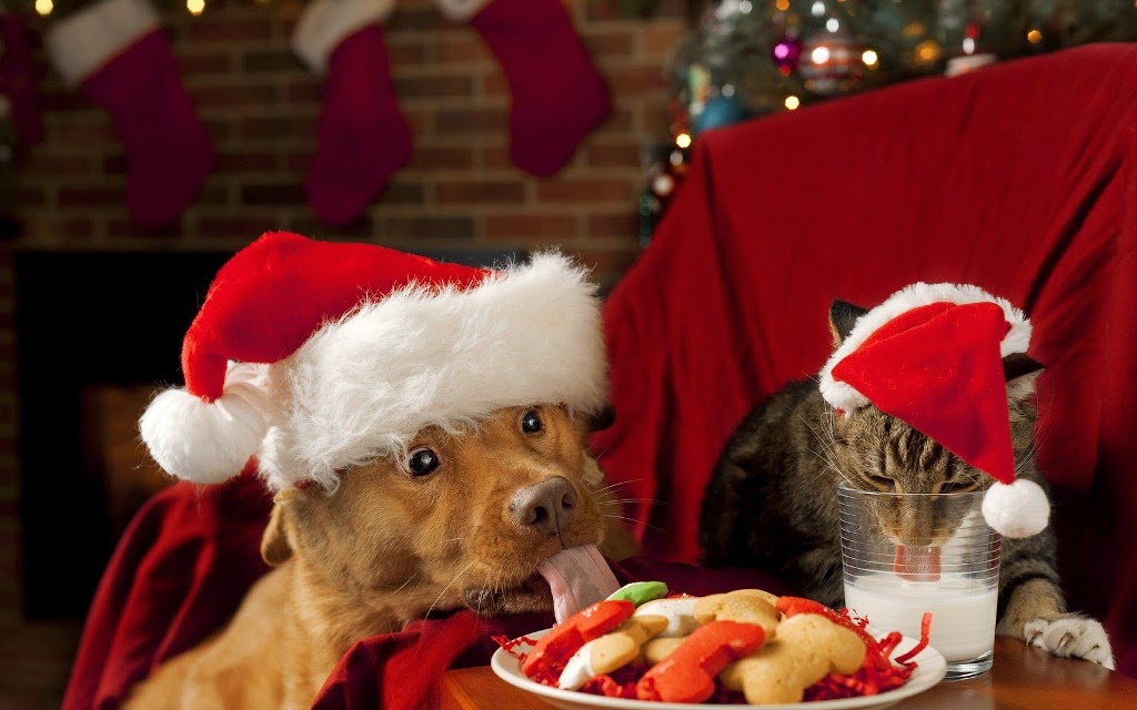 natal, cachorro, gato, hamster, porquinho da india, fantasiado, christmas, pets