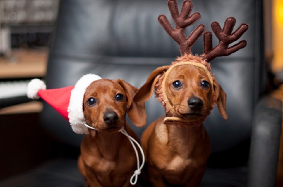 natal, cachorro, gato, hamster, porquinho da india, fantasiado, christmas, pets