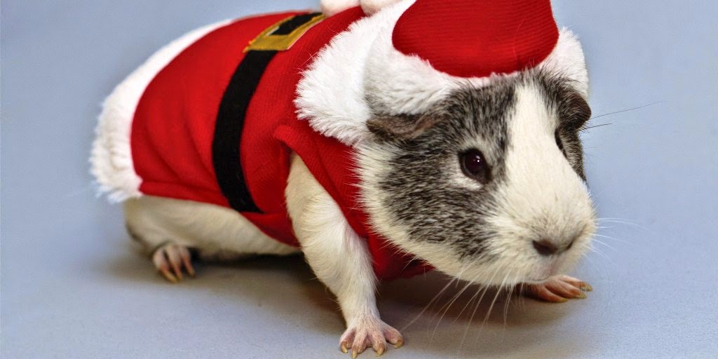 natal, cachorro, gato, hamster, porquinho da india, fantasiado, christmas, pets