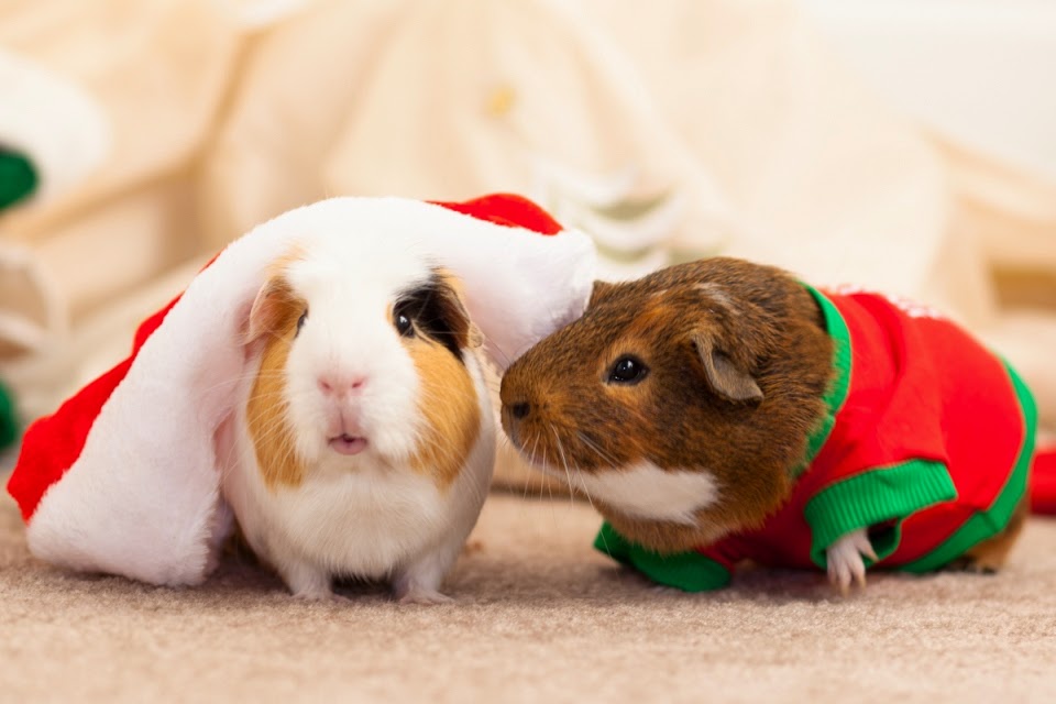 natal, cachorro, gato, hamster, porquinho da india, fantasiado, christmas, pets