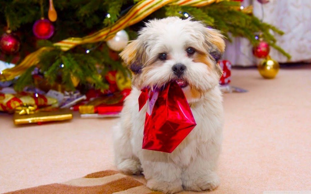 cachorro, natal, fantasia