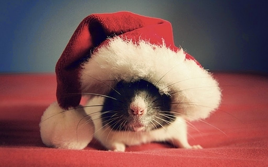 natal, cachorro, gato, hamster, porquinho da india, fantasiado, christmas, pets