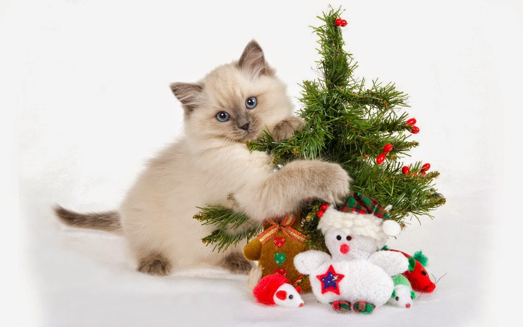 natal, cachorro, gato, hamster, porquinho da india, fantasiado, christmas, pets