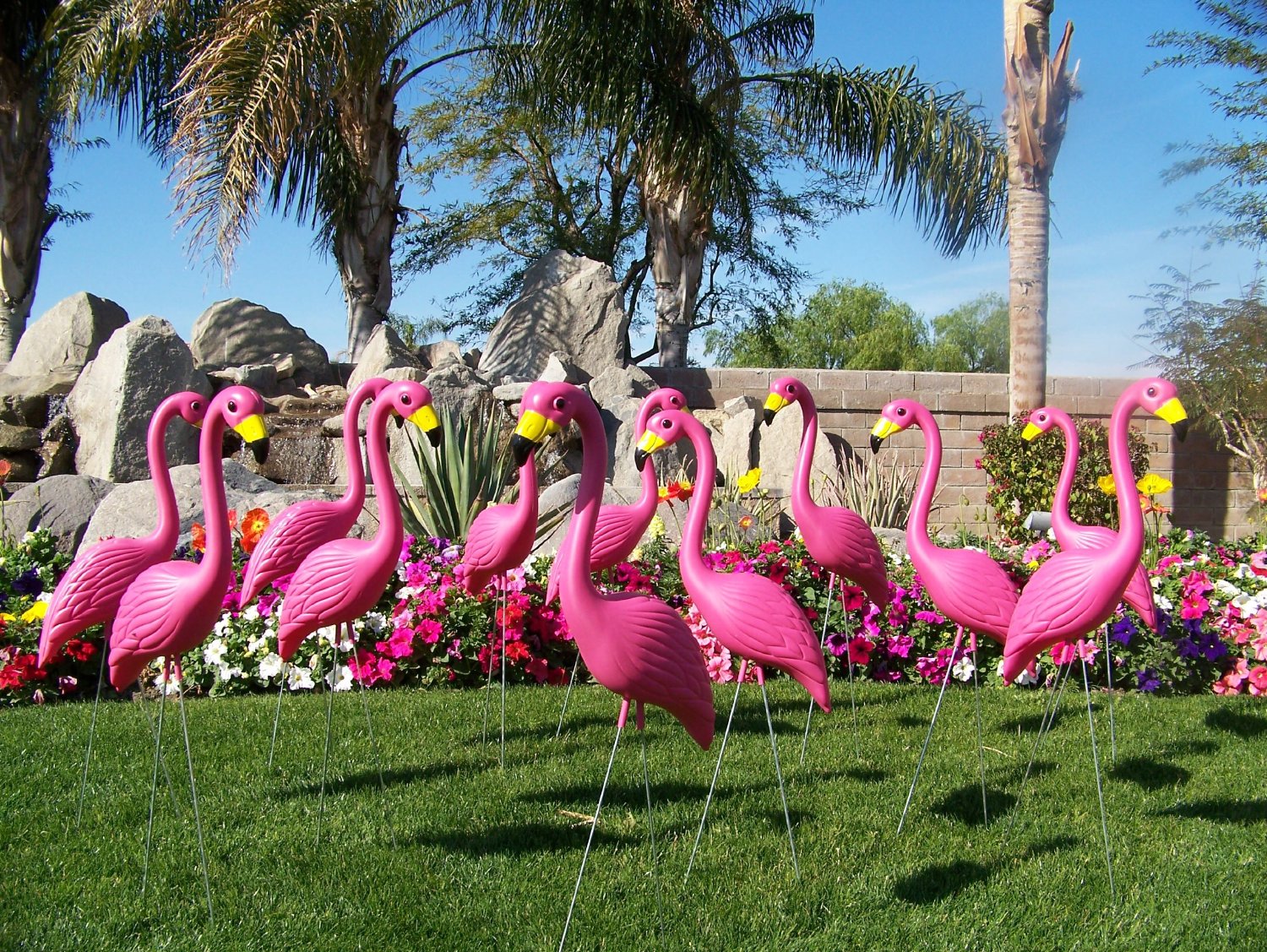 flamingo, florida, passaro, rosa, pink, porque, simbolo, miami, orlando,