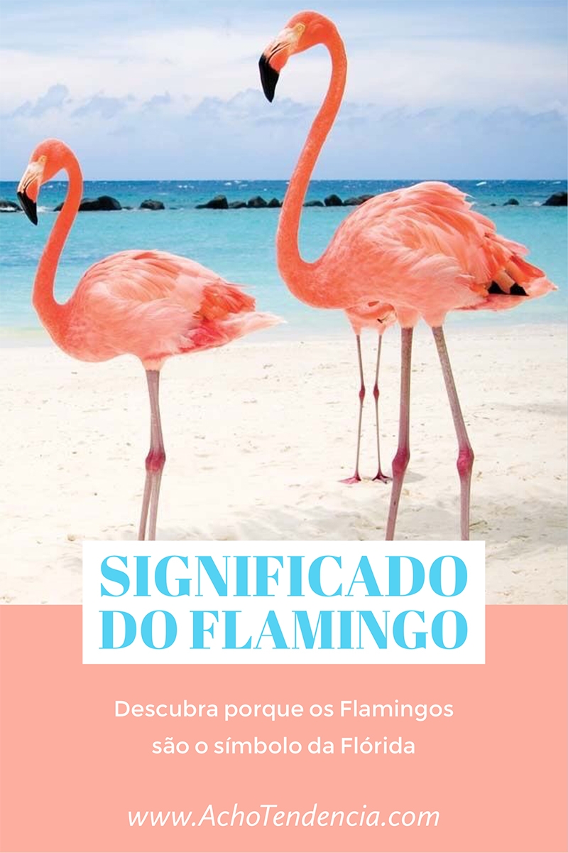 flamingo, florida, passaro, rosa, pink, porque, simbolo, miami, orlando, flamingos